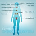 Endocrine System Woman Royalty Free Stock Photo