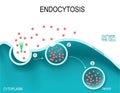 Endocytosis. Royalty Free Stock Photo