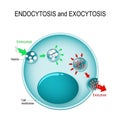 Endocytosis and exocytosis in the cell Royalty Free Stock Photo