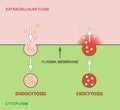 Endocytosis and Exocytosis Diagram Royalty Free Stock Photo