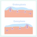 Endocytosis, exocytosis diagrams. Cell transports proteins into,, from cell, scheme Royalty Free Stock Photo