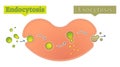 Endocytosis and exocytosis diagram vector illustration