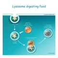 Endocytosis. Lysosome digesting food