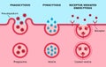 Endocytosis. Phagocytosis, pinocitosis, receptor mediated endocytosis. Three major types of endocytosis. Royalty Free Stock Photo