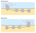 Endocytosis, exocytosis. The cell transports proteins into the cell Royalty Free Stock Photo