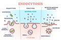 Endocytosis process with closeup cell side view in anatomical outline diagram