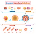 Endoderm, mesoderm and ectoderm vector illustration labeled infographic. Royalty Free Stock Photo