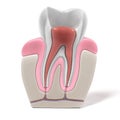 Endodontics - root canal procedure Royalty Free Stock Photo