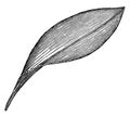 Endogenous Leaf vintage illustration