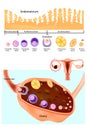 Endometrium. Normal ovary, follicular development and ovulation. Royalty Free Stock Photo