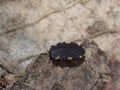 Larva of the false ladybird beetle endomychus coccineus