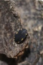 Larva of the false ladybird beetle endomychus coccineus