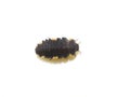 Larva of the false ladybird beetle endomychus coccineus