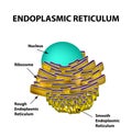 Endoplasmic reticulum structure. Infographics. Vector illustration on isolated background