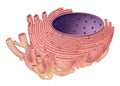 The endoplasmic reticulum is a type of organelle mad Ã¢â¬â rough endoplasmic, and smooth endoplasmic reticulum