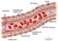 Endothelial cell layer is depicted as a single-cell layer bounding the Royalty Free Stock Photo