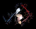 Endothelin 1 (ET-1) vasoconstrictory peptide molecule