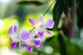 Endrobium orchids flower close up or light purple dendrobium hybrid blooming in natural garden background Royalty Free Stock Photo