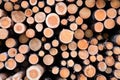 The ends of cut and stacked pine logs at a logging base Royalty Free Stock Photo