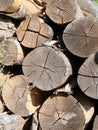 Ends of logs are dry piles of birch wood, rotten and with cracks of edge abandoned Royalty Free Stock Photo