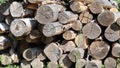 Ends of logs are dry piles of birch wood, rotten and with cracks of edge Royalty Free Stock Photo