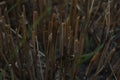 The ends of the straw from the cut ears of wheat barley rye stick out grow out of the ground Royalty Free Stock Photo