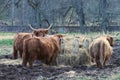 Enduring Grazers: Highland Cattle in Tough Terrains Royalty Free Stock Photo