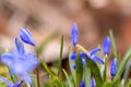 Endymion non-scriptus wood flower as close-up macro in blooming blue and violet shows spring time in full blow as bluebell flower Royalty Free Stock Photo