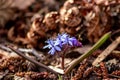 Endymion non-scriptus wood flower as close-up macro in blooming blue and violet shows spring time in full blow as bluebell flower Royalty Free Stock Photo