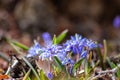 Endymion non-scriptus wood flower as close-up macro in blooming blue and violet shows spring time in full blow as bluebell flower Royalty Free Stock Photo