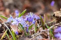 Endymion non-scriptus wood flower as close-up macro in blooming blue and violet shows spring time in full blow as bluebell flower Royalty Free Stock Photo