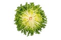 Endyve or cichorium endivia salad head back side isolated on white Royalty Free Stock Photo