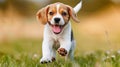 Energetic beagle dog playing joyfully in lush green grass field, exuding happiness and liveliness