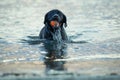 Energetic dog. Young black Labrador dog gets dripping wet swimming in the ocean Royalty Free Stock Photo