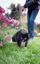 Energetic black and white cat is running on green grass while walking on harness with owner.