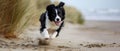 Energetic Border Collie Dashes Across Sandy Shore With Excitement