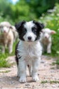 Energetic border collie pup herding sheep in lush green pasture, demonstrating intelligence