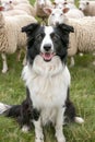 Energetic border collie puppy herding sheep in lush pasture a smart working dog