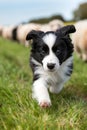 Energetic border collie puppy herding sheep in a picturesque lush green pasture setting