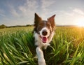 Energetic Border Collier Running Freely Outdoors: Capturing Joy in Motion