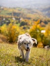 Energetic canine strolls gracefully through a lush green meadow