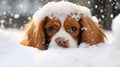 Energetic cavalier king charles spaniel puppy cheerfully playing in the beautiful winter snow