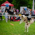 Energetic dog with attentive expressive eyes in summer park during catching frisbee disc, jump moment. Happiness in