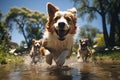 Energetic Dog Play Dogs playing energetically in a park - stock photo concepts