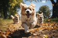 Energetic Dog Play Dogs playing energetically in a park - stock photo concepts