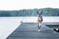 Energetic Dog running on dock at lake