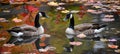 Energetic geese joyfully swimming in a pristine, crystal clear pond on a sunny day