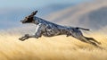 Energetic German Shorthaired Pointer Running Through Tall Grass Field Royalty Free Stock Photo