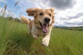 Energetic golden retriever running happily on a lush green field, pet photo