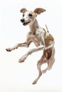 Whippet dog Jumping and remaining in mid-air, studio lighting, on white background, stock photographic style